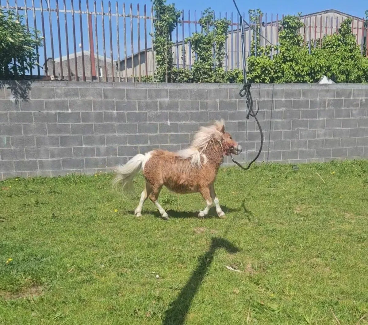 Shetland fella bella - Image 4