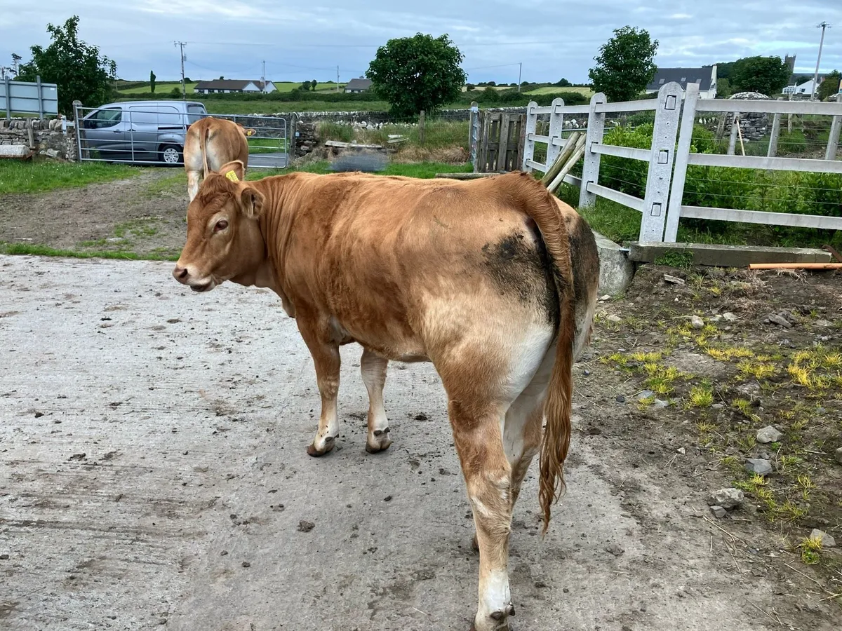 Limousin Heifer - Image 1