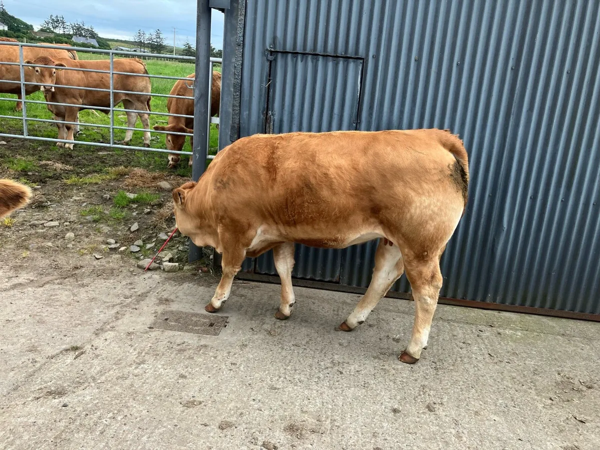 Limousin Heifer - Image 2