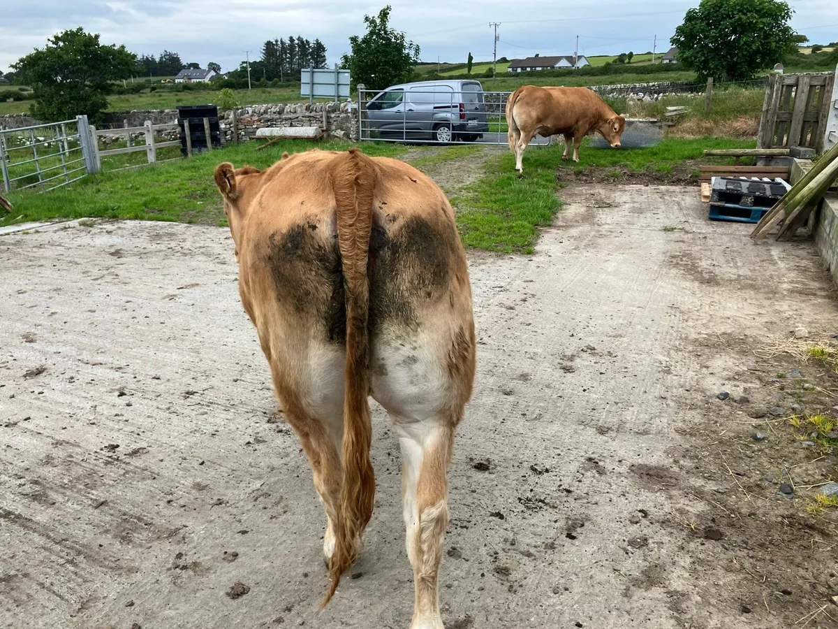 Limousin Heifer - Image 3
