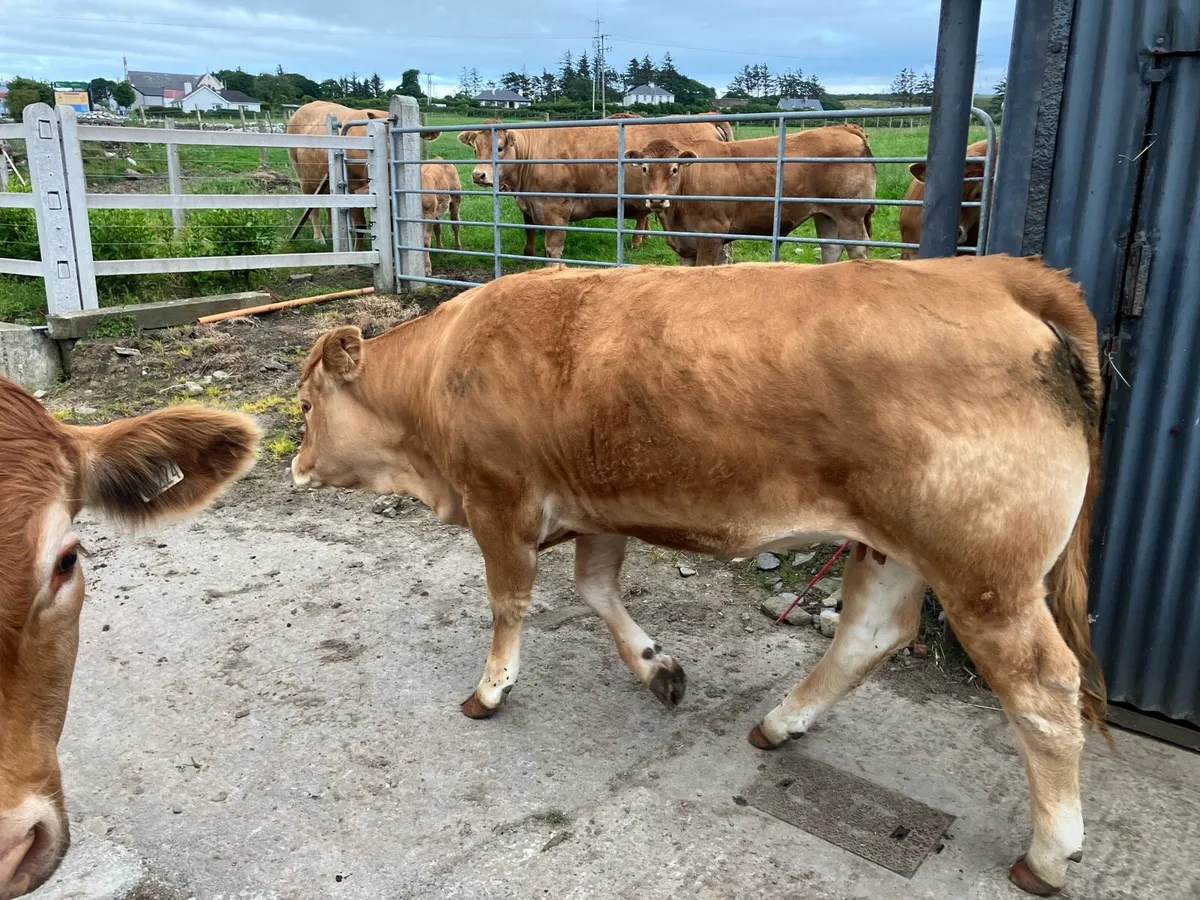 Limousin Heifer - Image 4