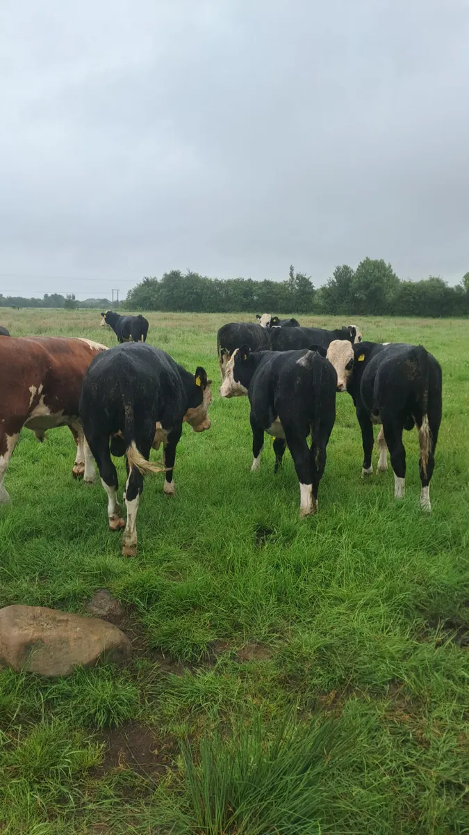 Hereford bullocks - Image 1
