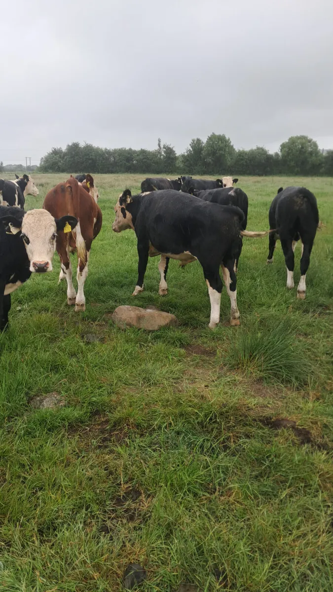 Hereford bullocks - Image 2