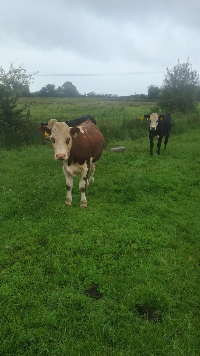 Hereford bullocks - Image 4