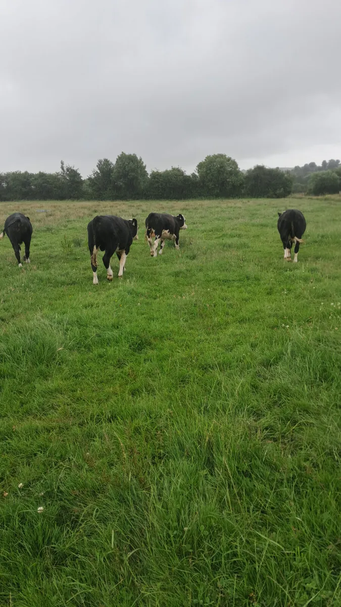 Hereford bullocks - Image 3