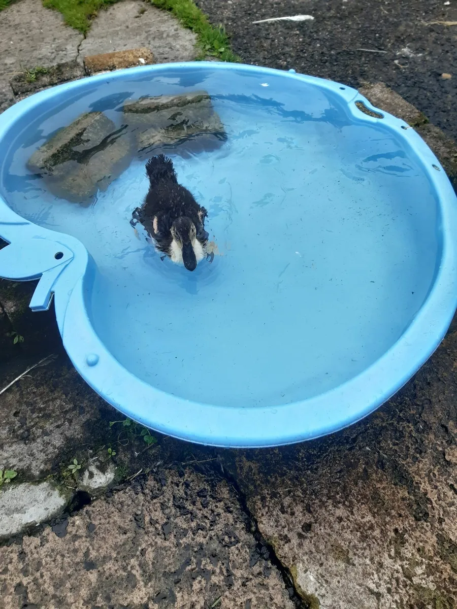 Female Ducklings Wanted - Image 1