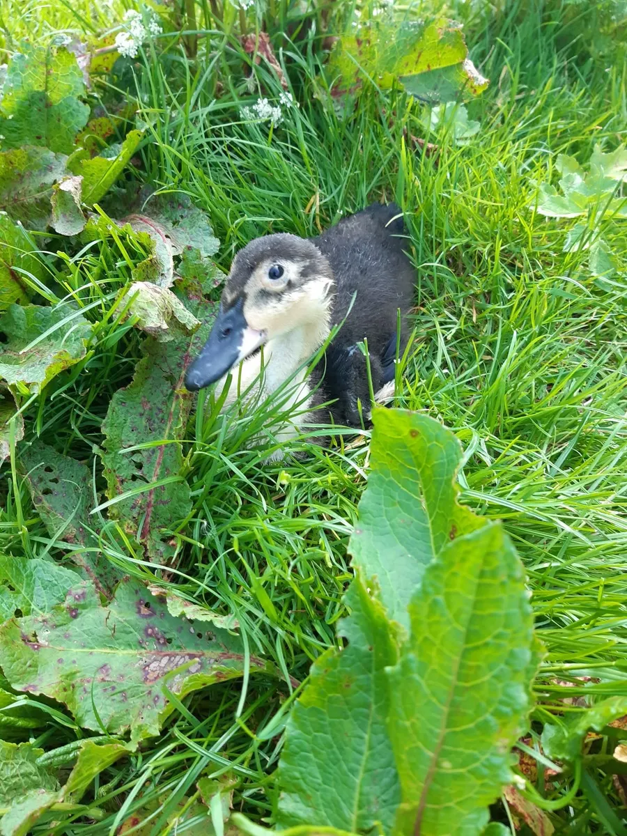 Female Ducklings Wanted - Image 2