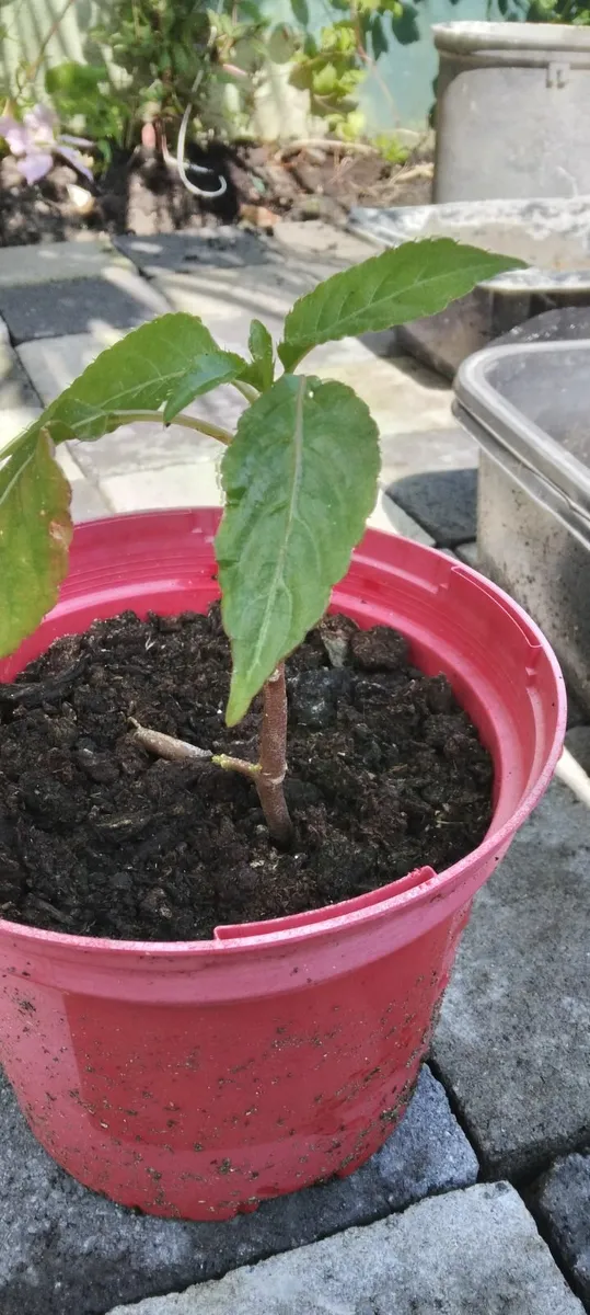 Parrot plant - Image 1