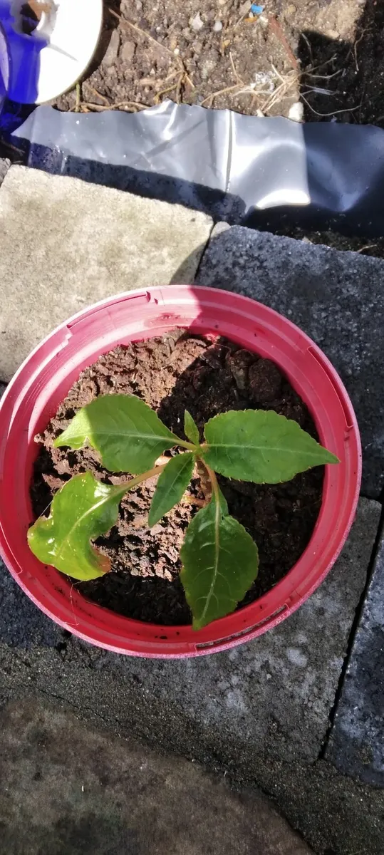 Parrot plant - Image 2