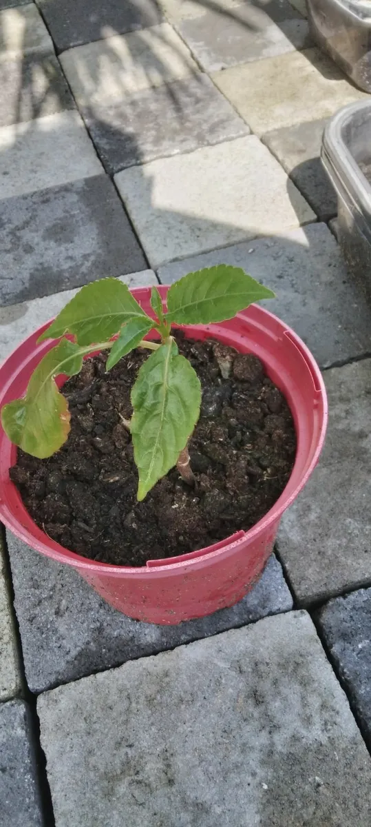 Parrot plant - Image 3