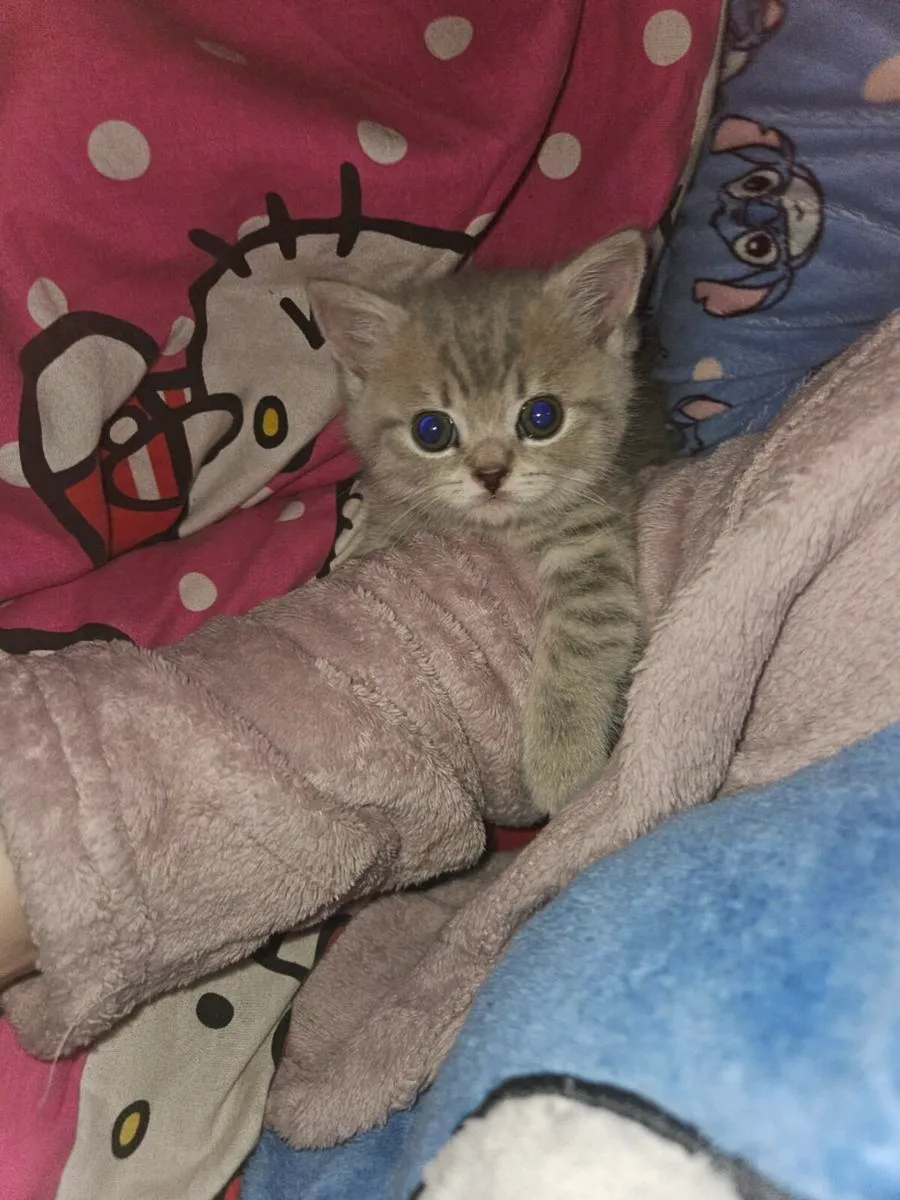 Brithsh short kitten no time waster - Image 3