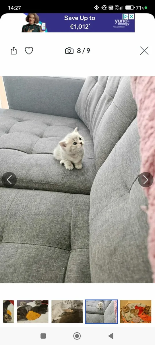 Brithsh short kitten no time waster - Image 2