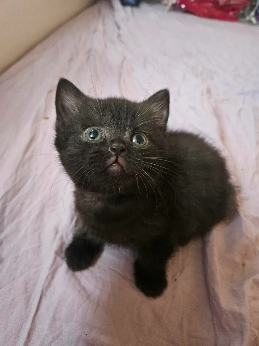 Brithsh short cat 🐈 - Image 2