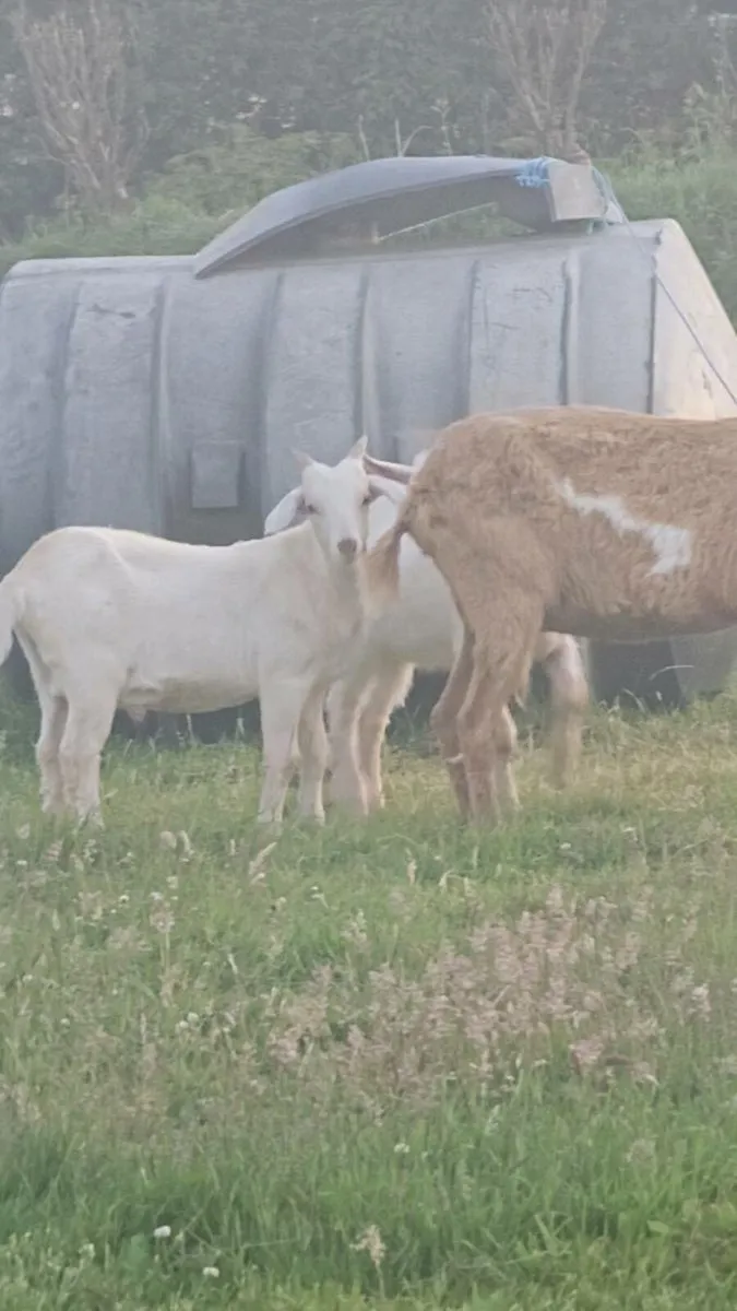 2 young boy goats 6 months old - Image 1