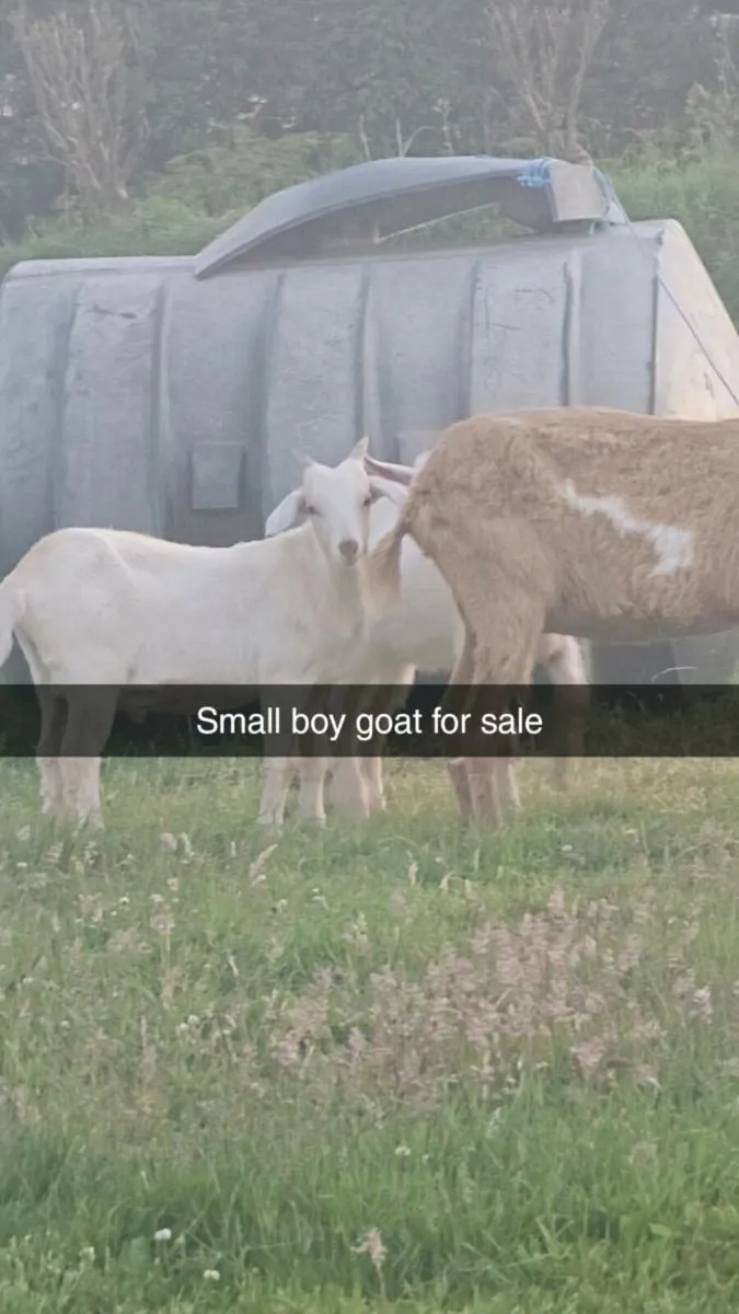 2 young boy goats 6 months old - Image 2