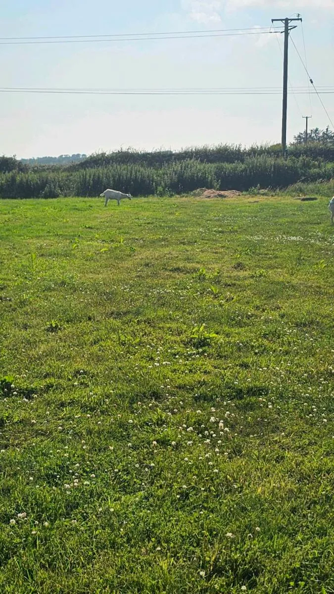 2 young boy goats 6 months old - Image 4