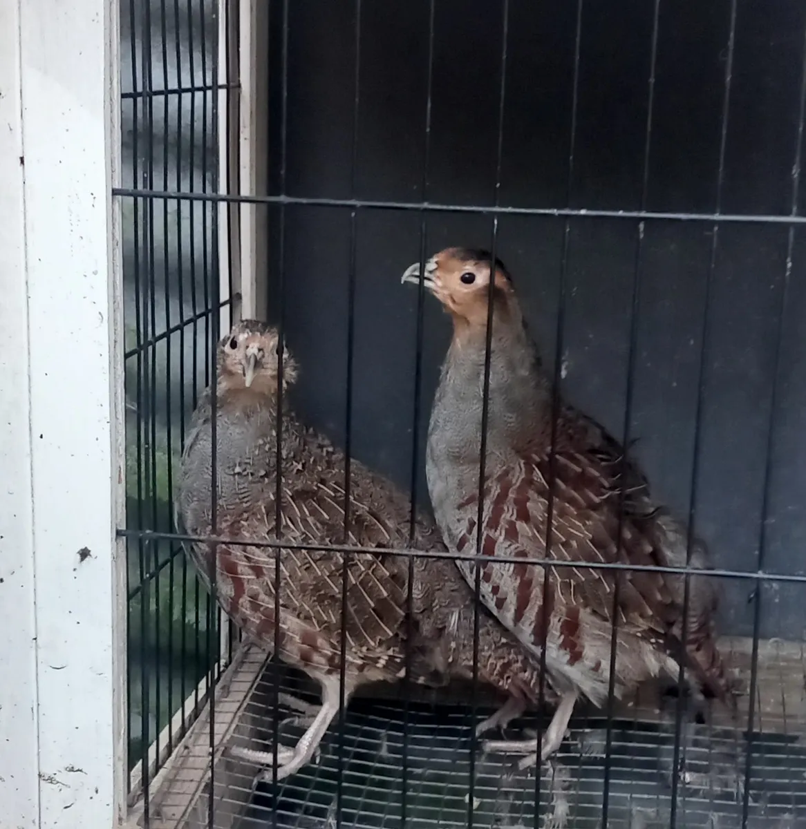 Grey leg partridge and quail - Image 1
