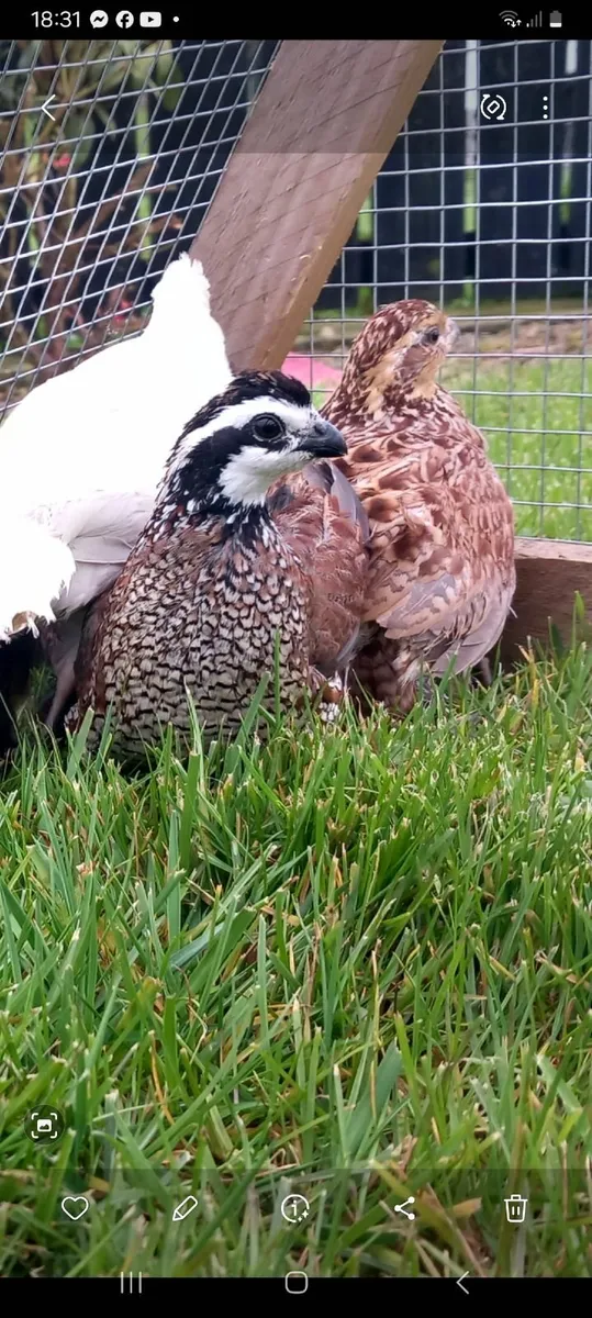 Grey leg partridge and quail - Image 2