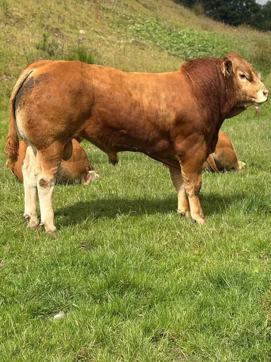 Limousin Bull - Image 1