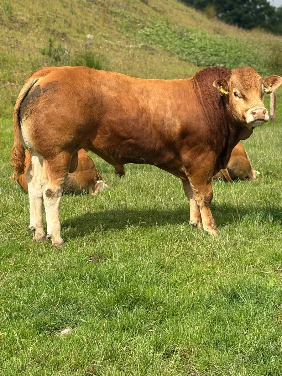Limousin Bull - Image 2