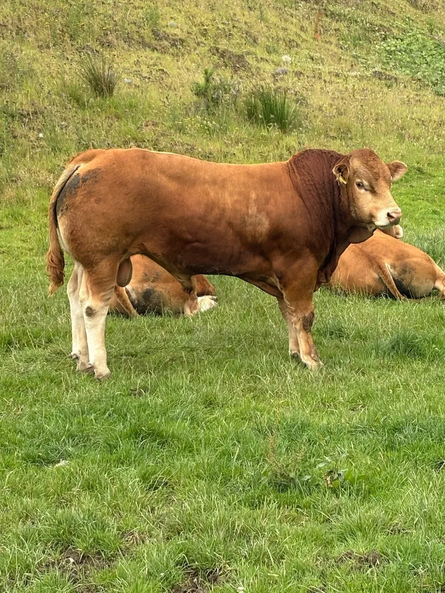 Limousin Bull - Image 3
