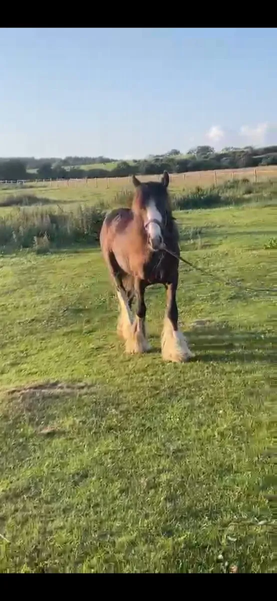 Filly for sale - Image 1