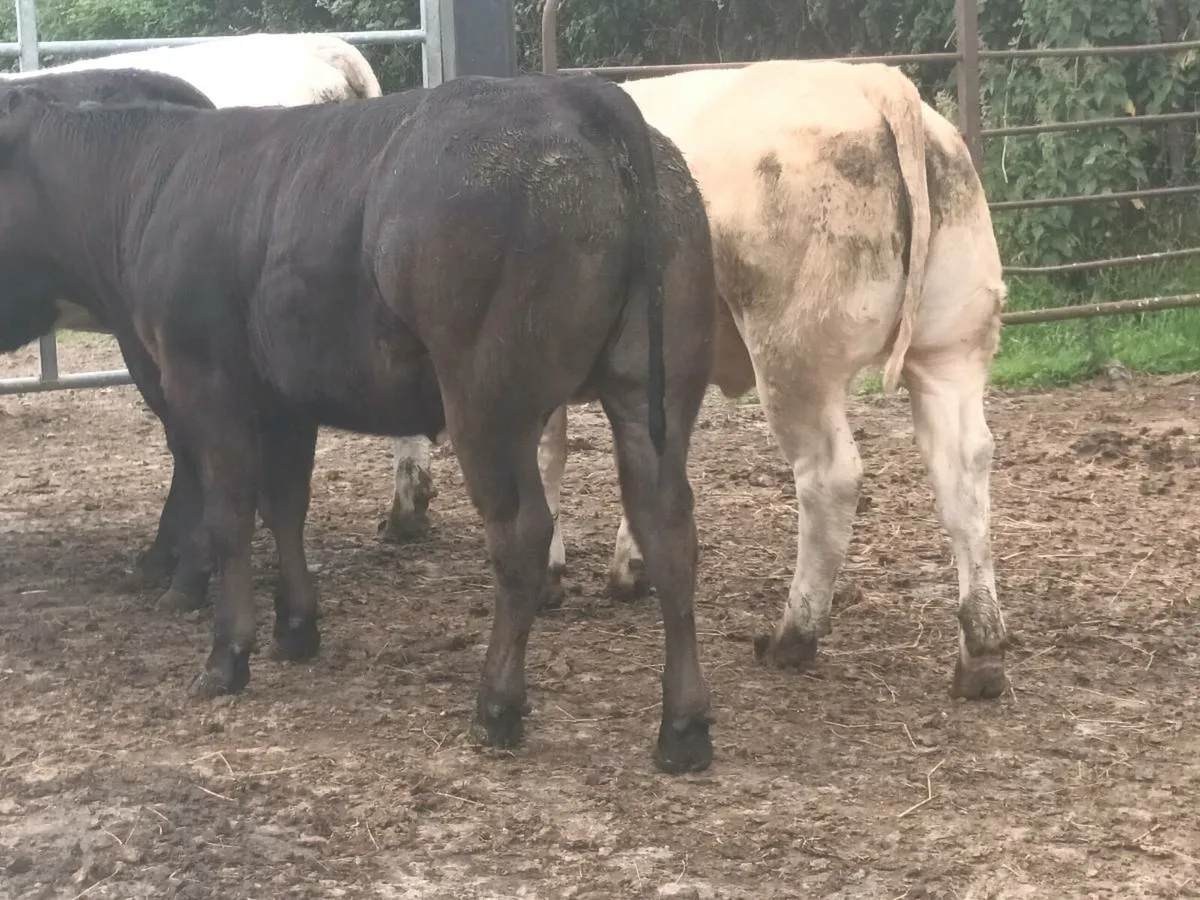 5 top quality U grade Heifer's for sale - Image 1