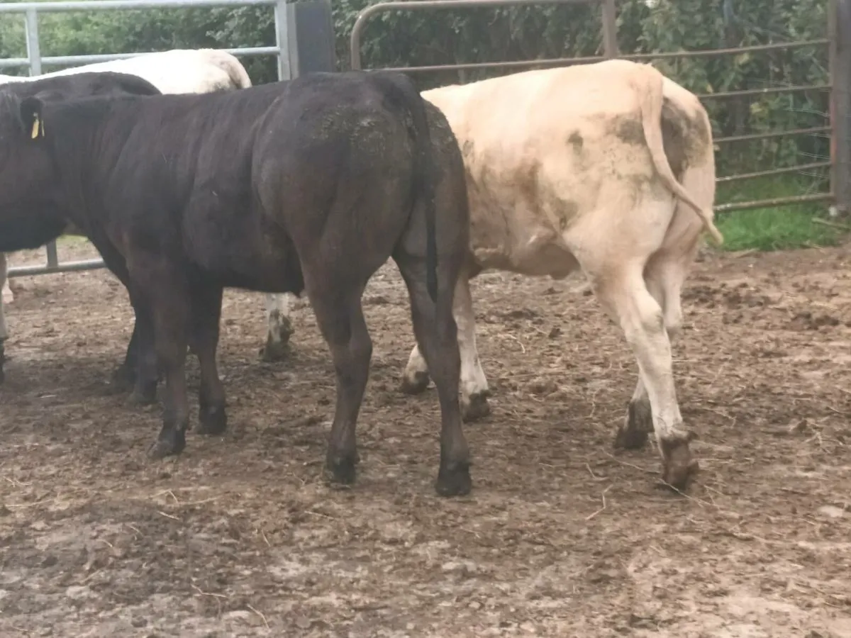 5 top quality U grade Heifer's for sale - Image 2