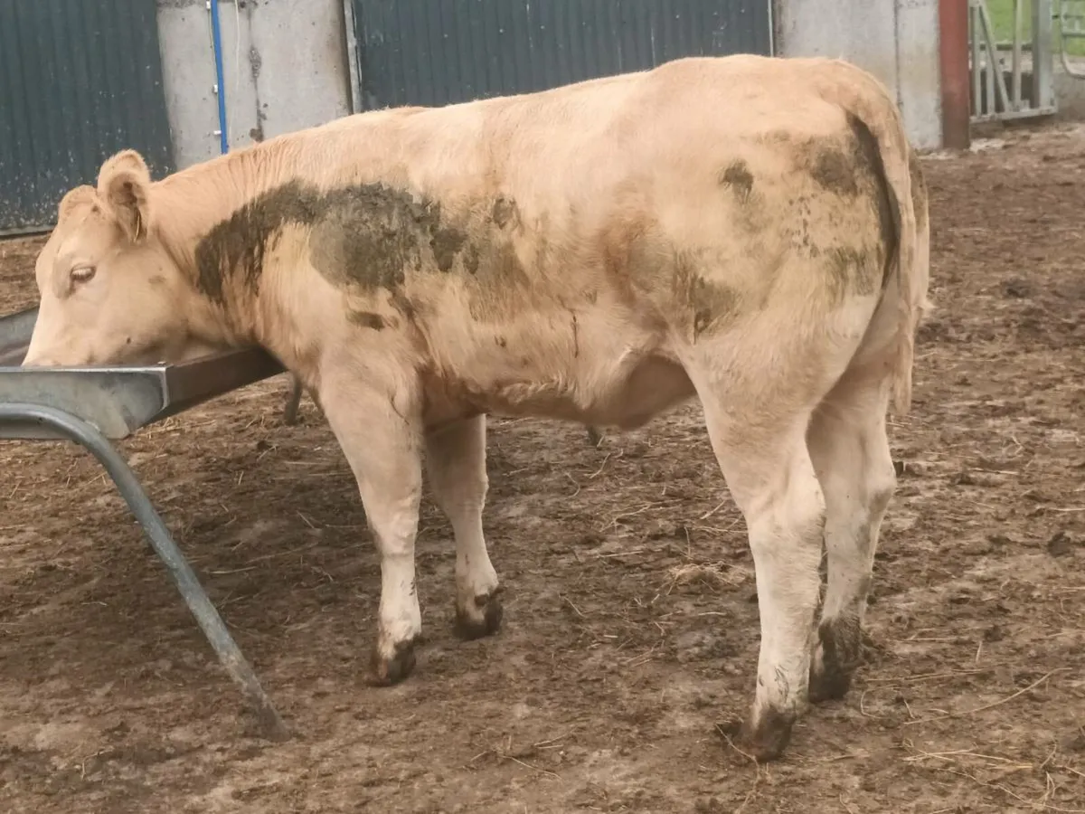 5 top quality U grade Heifer's for sale - Image 3