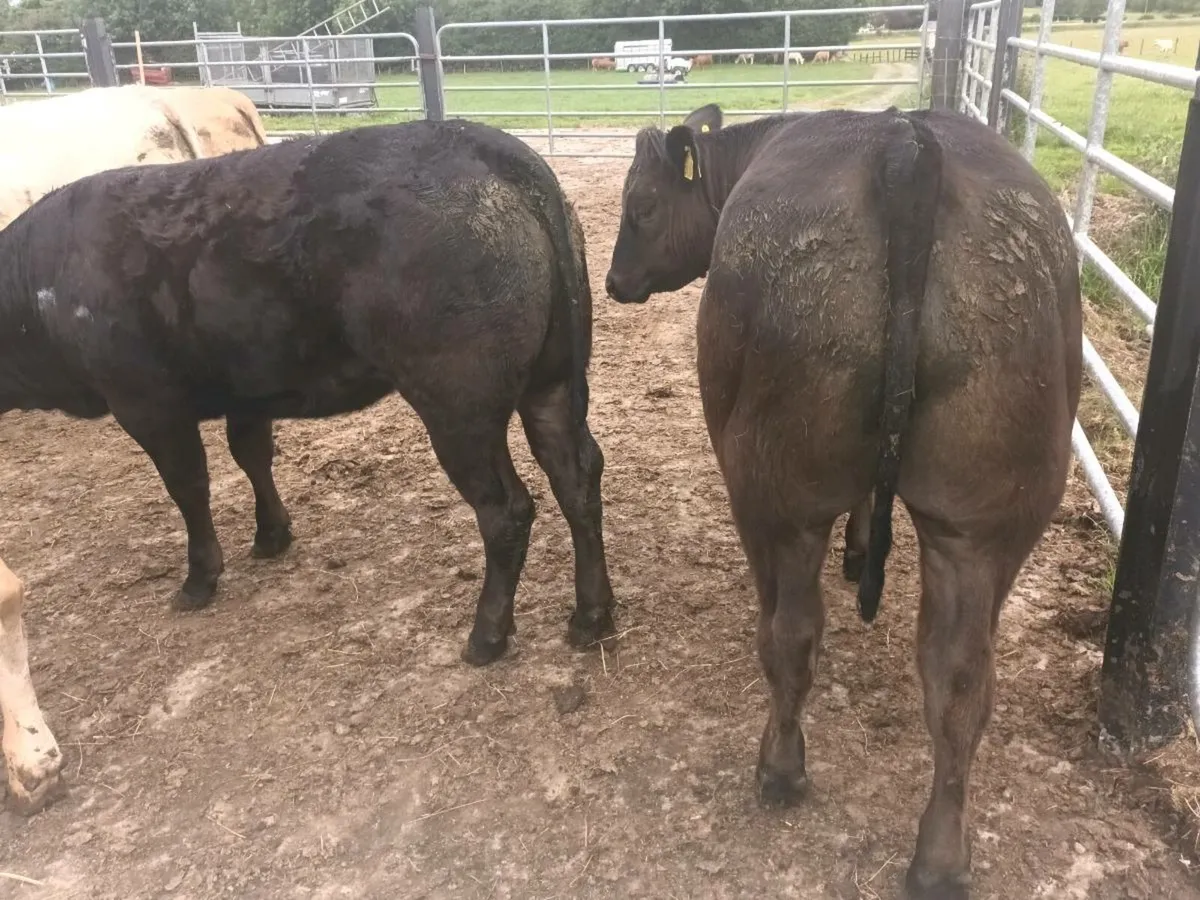 5 top quality U grade Heifer's for sale - Image 4