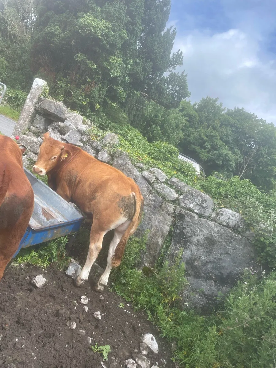Bulls - Image 2