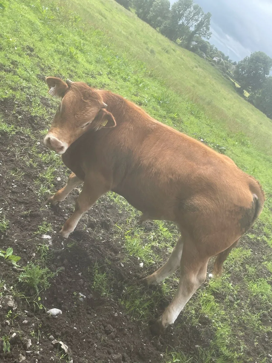 Bulls - Image 4