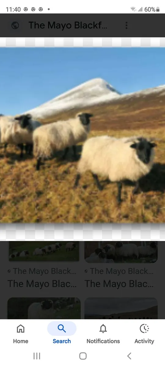 Wanted Organic Blackface Mountain ewe lambs