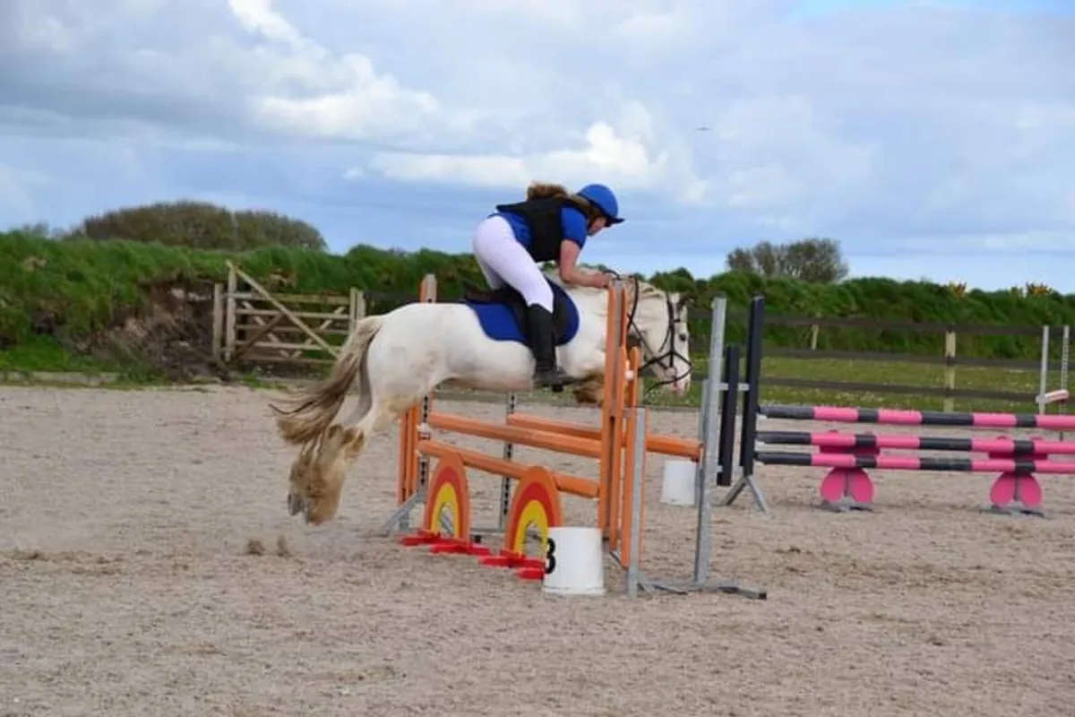 breaking and schooling horses - Image 2