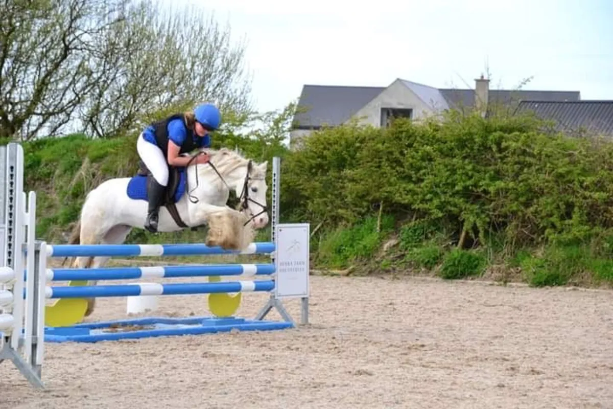 breaking and schooling horses - Image 3