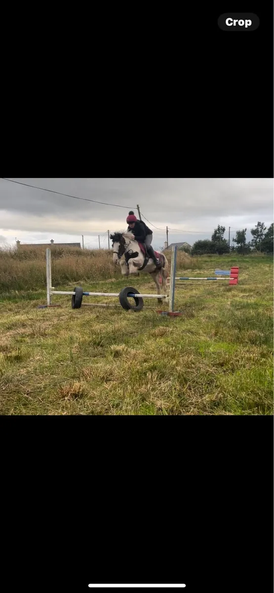 breaking and schooling horses - Image 4