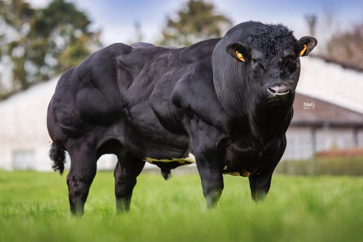 Bulls - Image 1