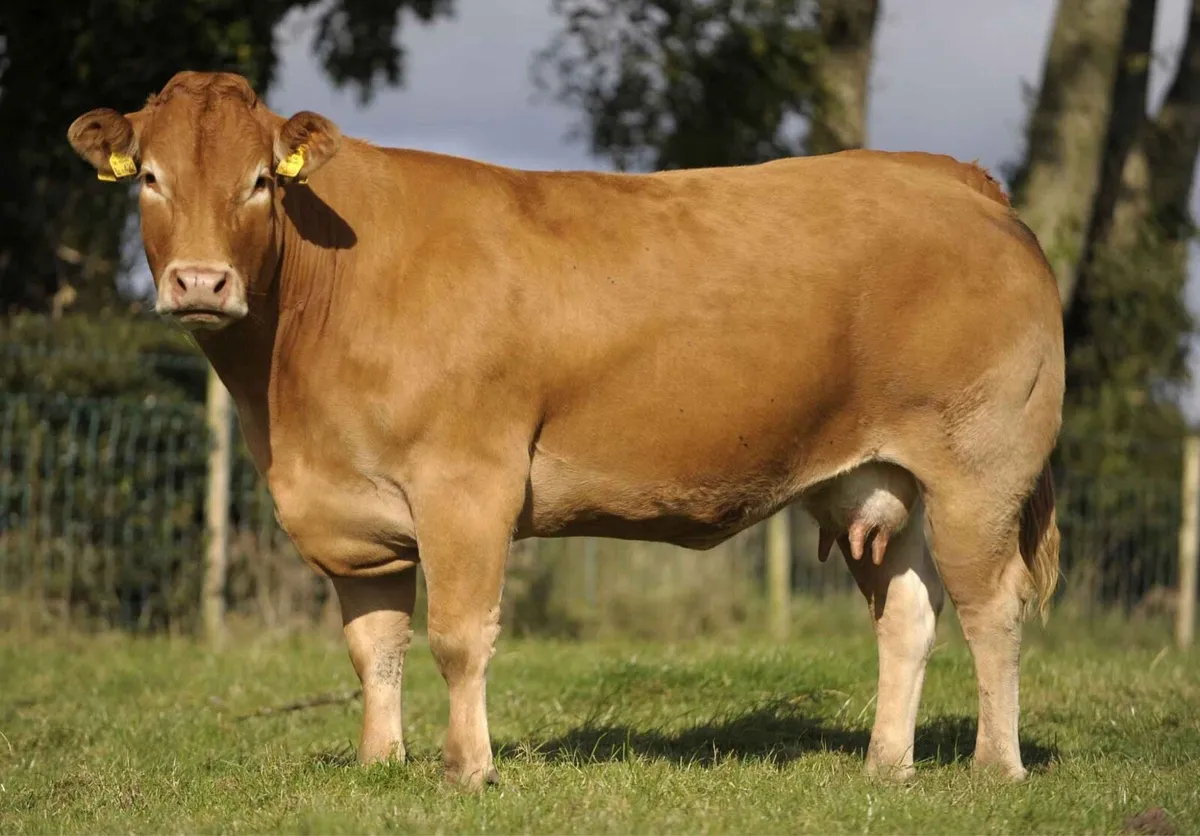 Limousin Bull - Image 4
