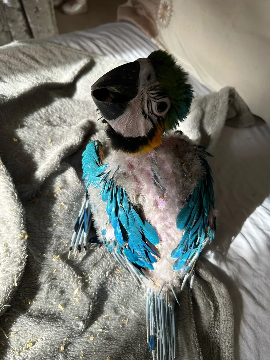 Macaw - Image 2
