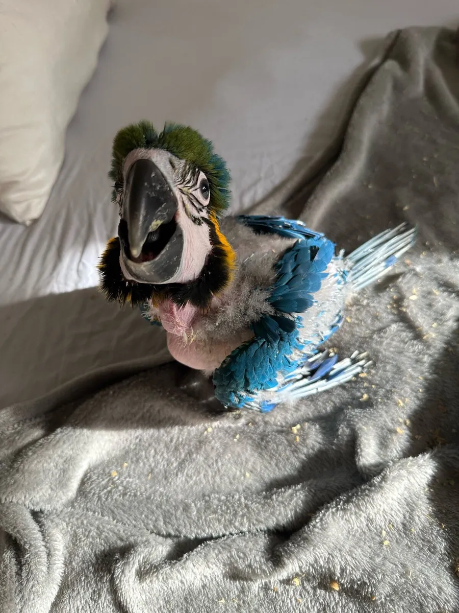 Macaw - Image 3