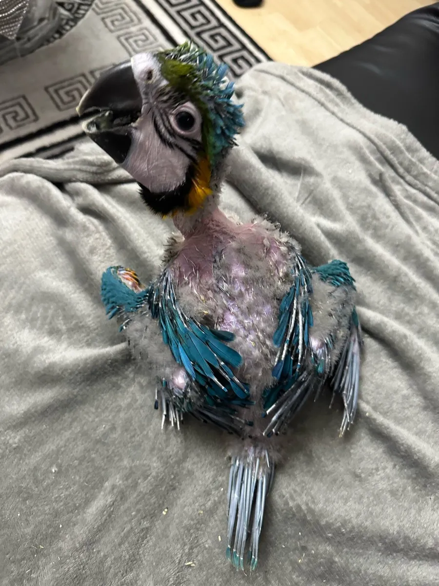 Macaw - Image 4