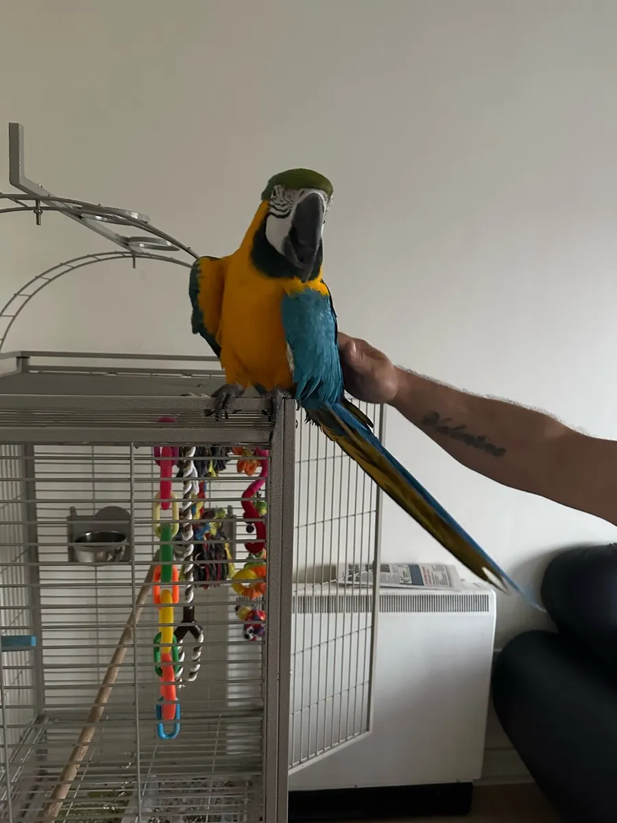 Macaw - Image 1