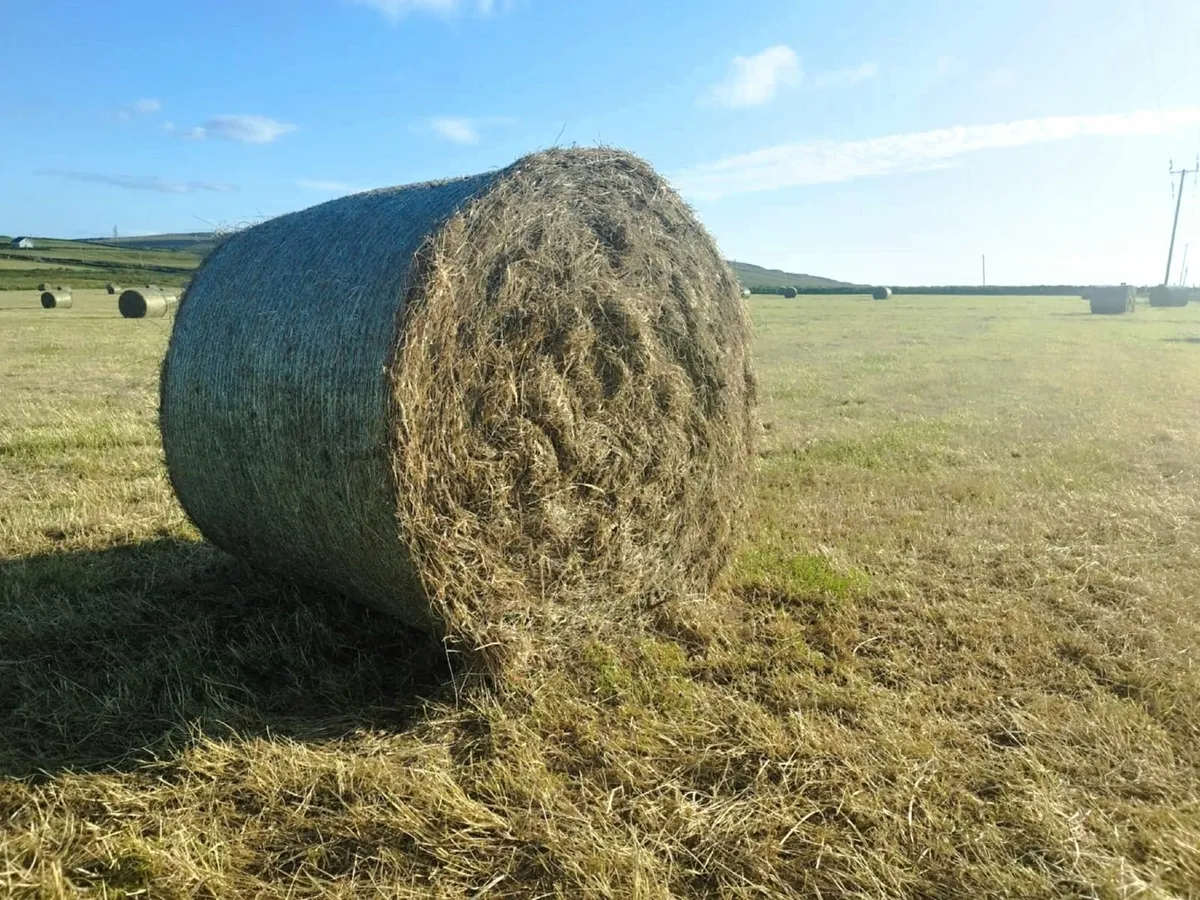 Top Quality Round Bales of Hay x 100 - Image 1