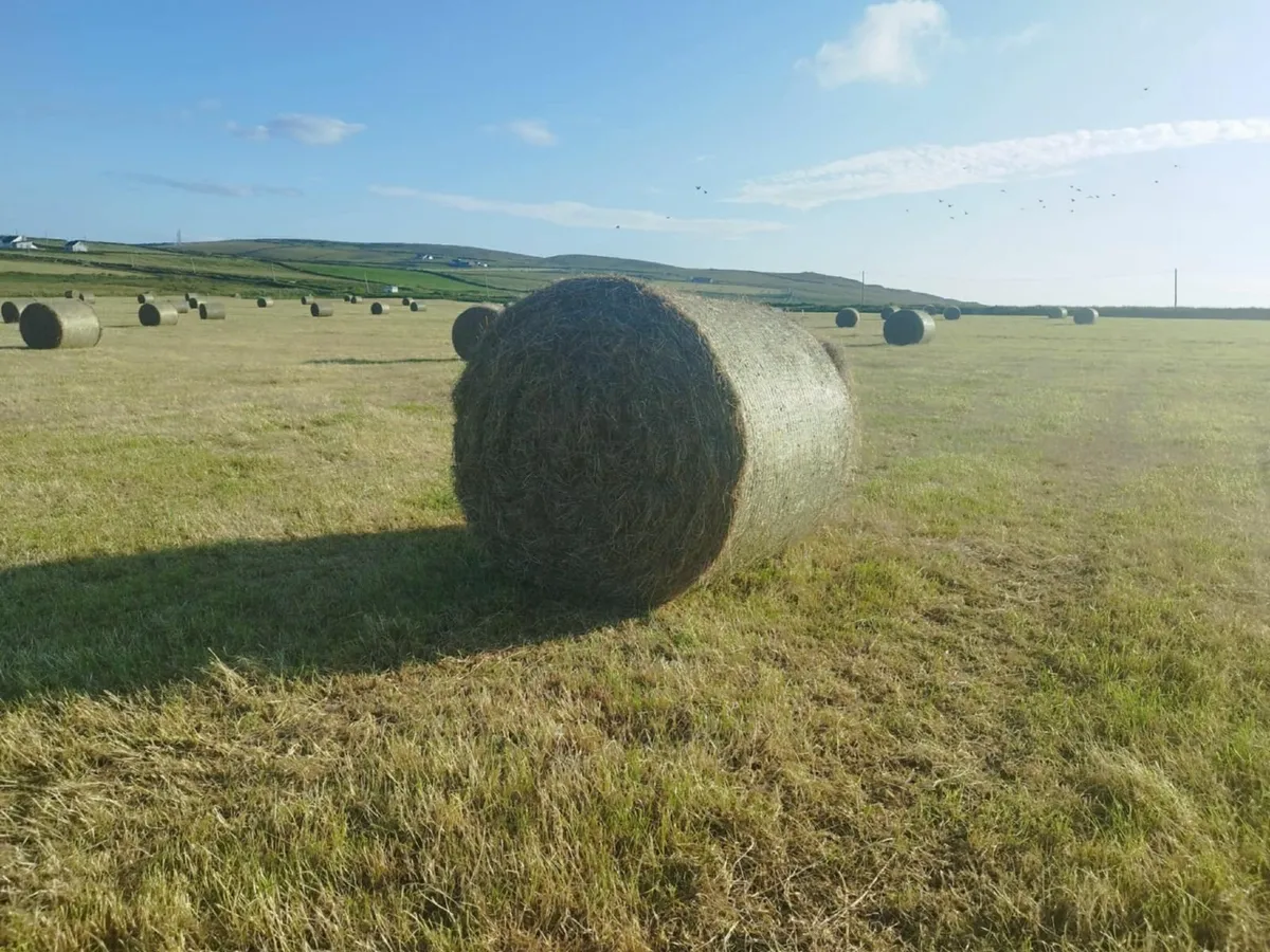 Top Quality Round Bales of Hay x 100 - Image 2