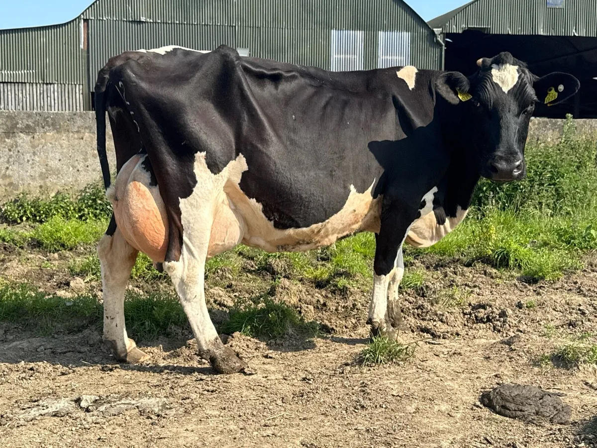 Fresian cow to rear cows - Image 1