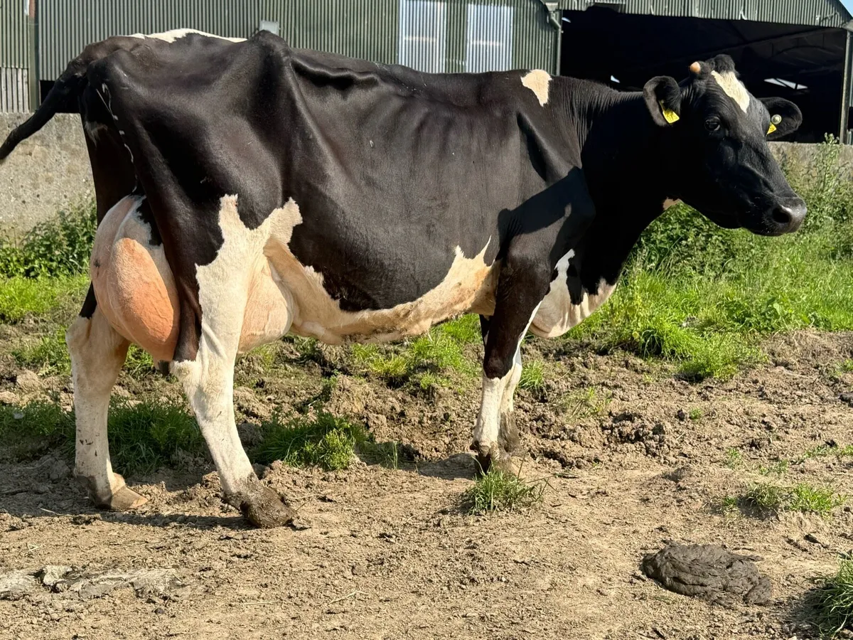 Fresian cow to rear cows - Image 2