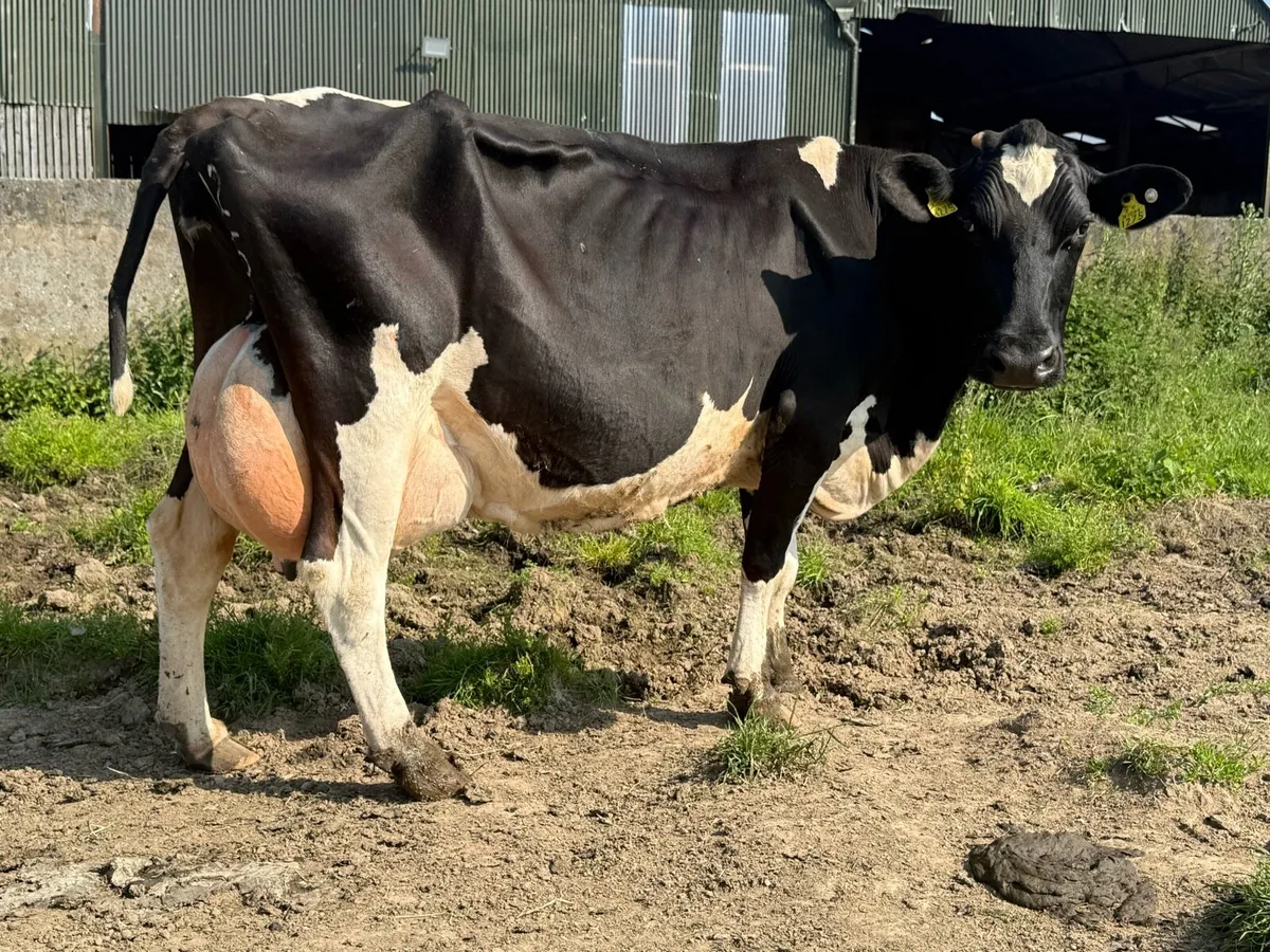 Fresian cow to rear cows - Image 3