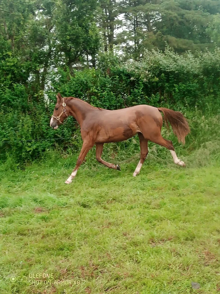 Super mare for sale - Image 1