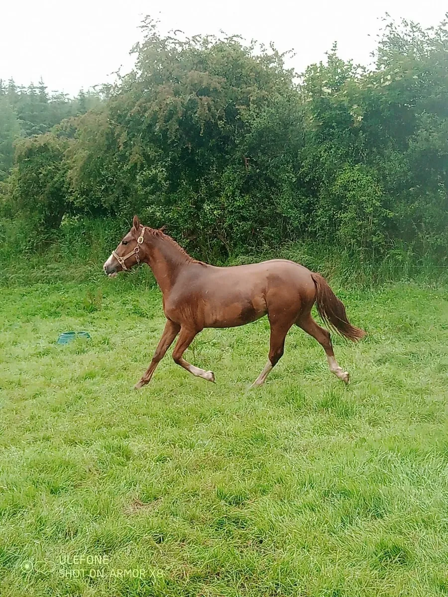 Super mare for sale - Image 2