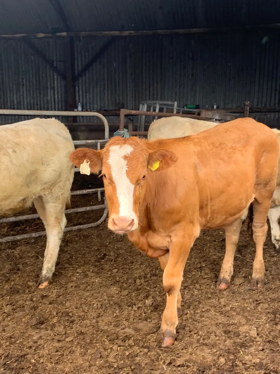 3 Super LMX and Chx heifers for sale - Image 1